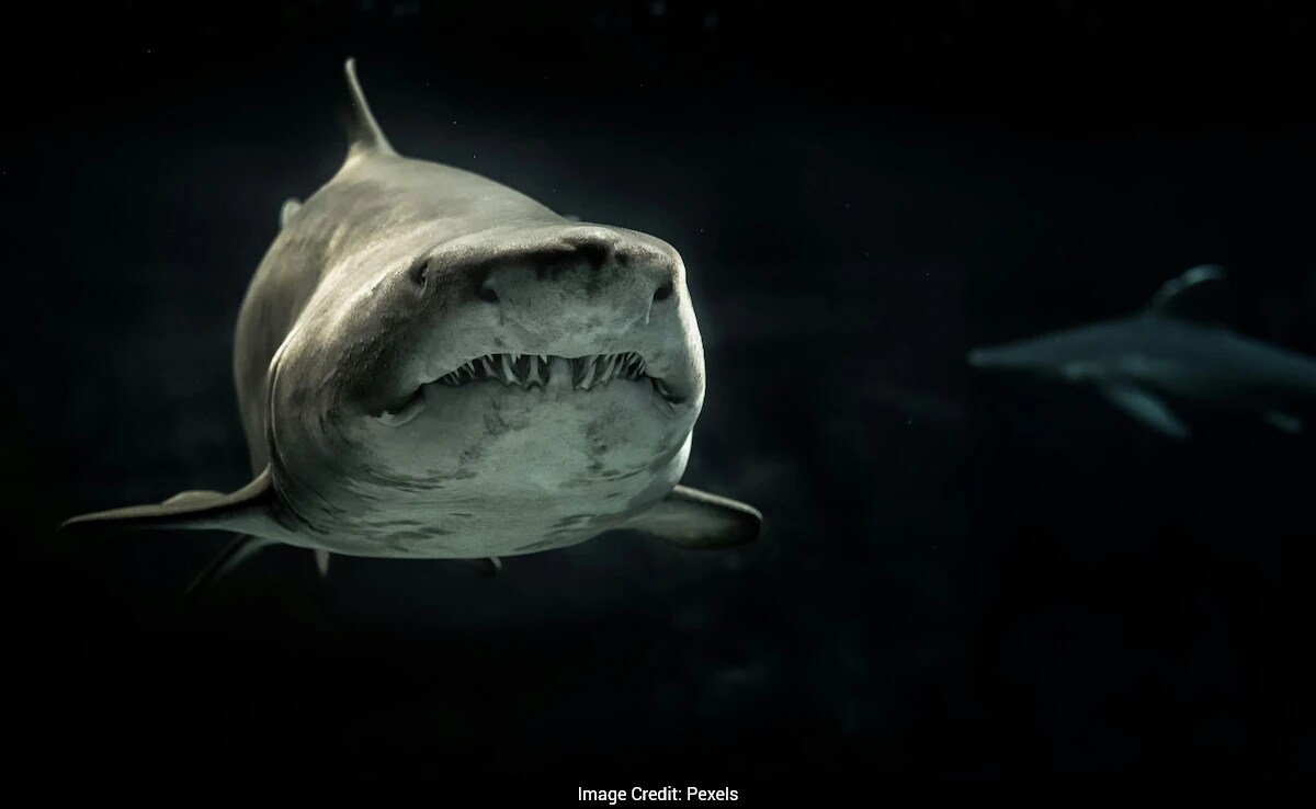 Ancient 26-Foot Shark Predated Megalodon by Millions