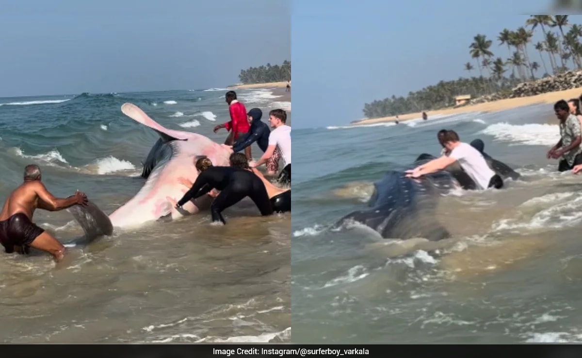 Watch: Locals, Tourists Save Stranded Whale Shark At Varkala Beach In Kerala