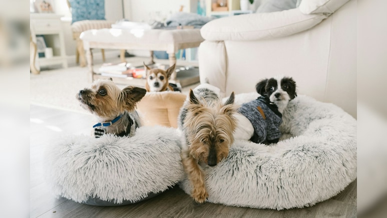 डॉग लवर महिला को पड़ोसी करता है अश्लील कमेंट! शिकायत करने पर मारपीट पर हुआ उतारू&nbsp;