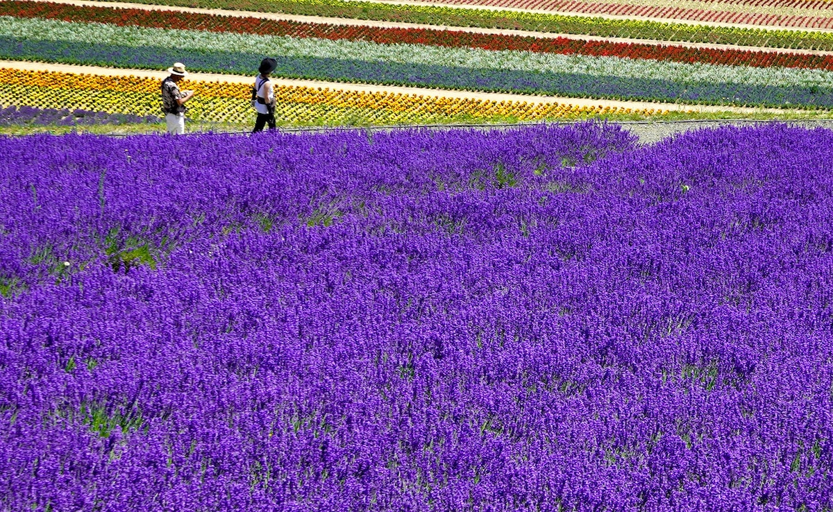 Latest and Breaking News on NDTV