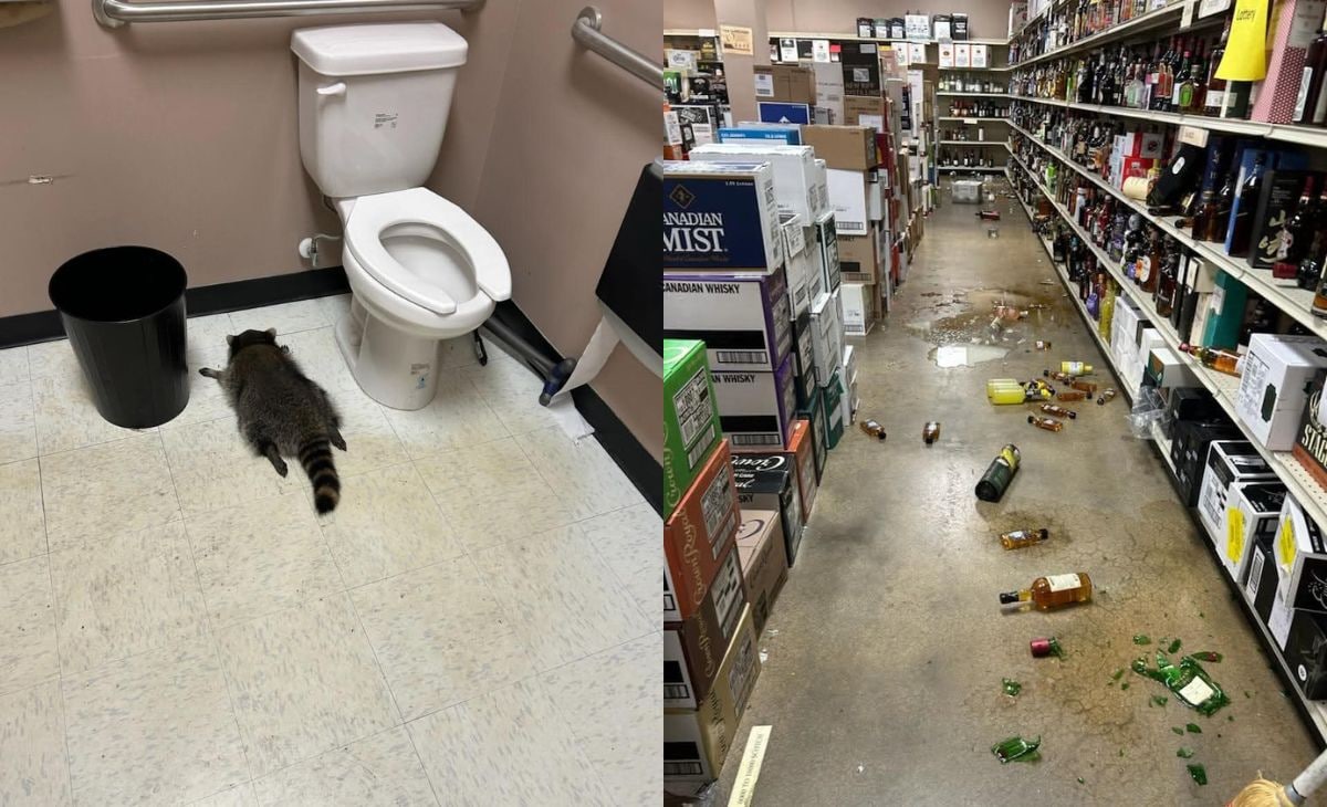 Intoxicated Raccoon Breaks Into Virginia Liquor Store and Passes Out in Bathroom