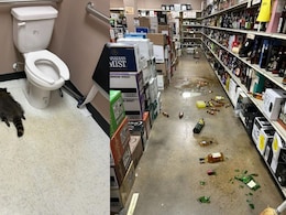 Raccoon Breaks Into Liquor Store In US, Gets Drunk And Passes Out