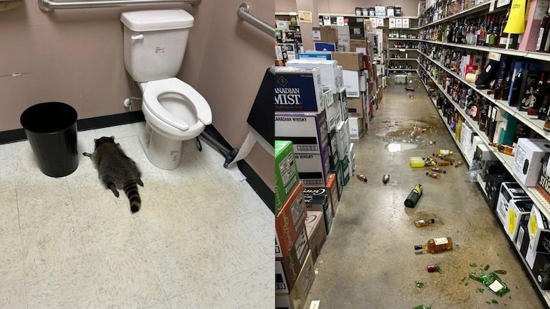 Raccoon Breaks Into Liquor Store In US, Gets Drunk And Passes Out