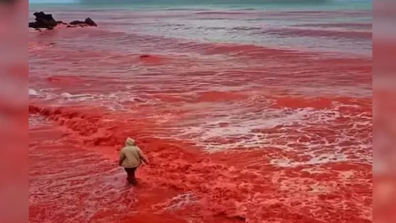 Trending Video : सर्वात भयंकर! समुद्राचं पाणी अचानक का होतंय लाल? यामागचं कारण वाचून धक्काच बसेल