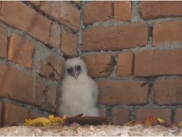 बेमेतरा में फार्म हाउस पर दिखा रहस्यमयी सफेद पक्षी! गरुड़ मानकर ग्रामीण कर रहे पूजा, दीपक जलाकर चढ़ाए फूल