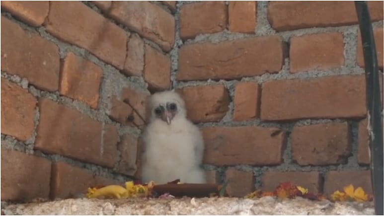 बेमेतरा में फार्म हाउस पर दिखा रहस्यमयी सफेद पक्षी! गरुड़ मानकर ग्रामीण कर रहे पूजा, दीपक जलाकर चढ़ाए फूल