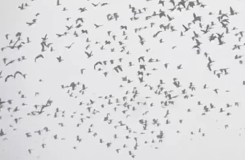 गोगाबिल झील के ऊपर पक्षियों का कलरव.