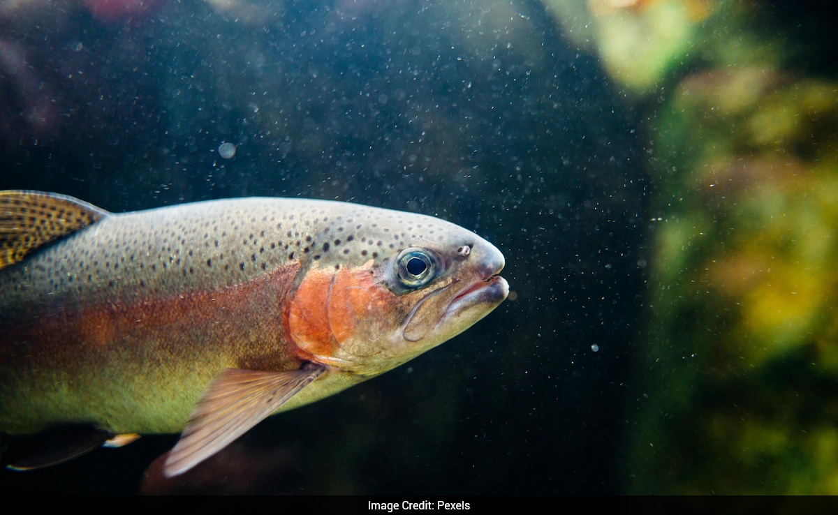New Catfish Species Found in China