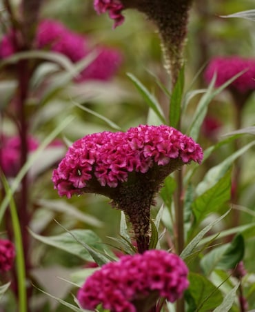 Health Benefits Of Cockscomb Flower (Mawal)