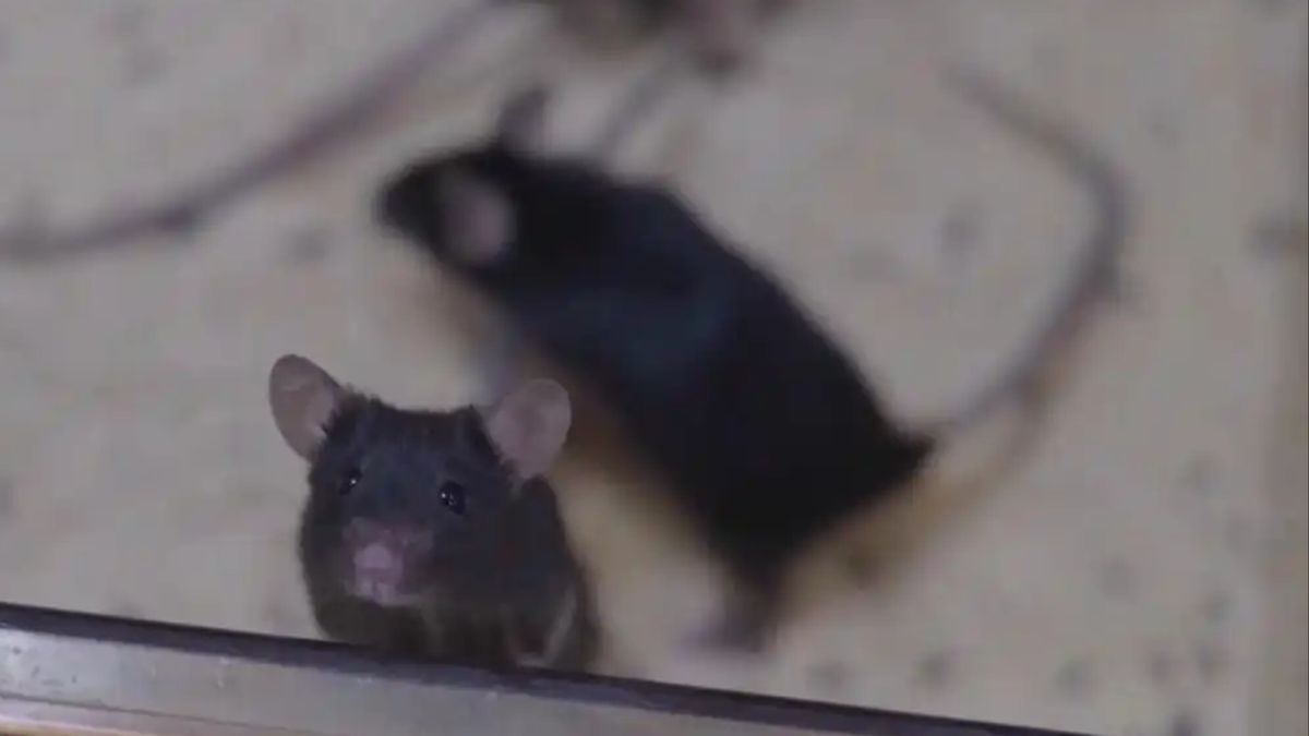 Mouse Births Pups After Return From Space Mission In China