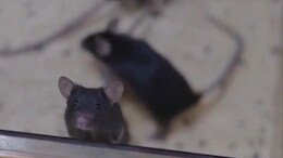 Mouse Births Pups After Return From Space Mission In China