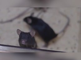 Mouse Births Pups After Return From Space Mission In China