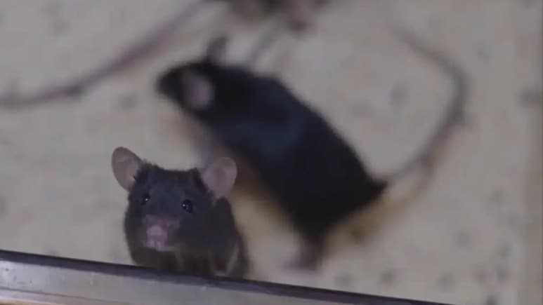 Mouse Births Pups After Return From Space Mission In China