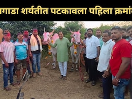 Raigad News : रायगडचा 'बादशाहा' कोण? बैलगाडा शर्यतीत कोणी मारली बाजी? 'या' बैलांची होतेय सर्वत्र चर्चा