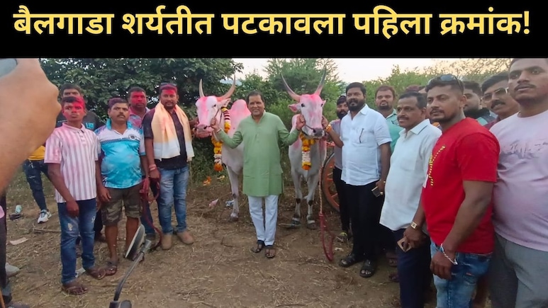 Raigad News : रायगडचा 'बादशाहा' कोण? बैलगाडा शर्यतीत कोणी मारली बाजी? 'या' बैलांची होतेय सर्वत्र चर्चा