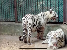 सफेद मादा बाघ जया की संदिग्ध परिस्थितियों में मौत, जू प्रबंधन और वन विभाग में हड़कंप