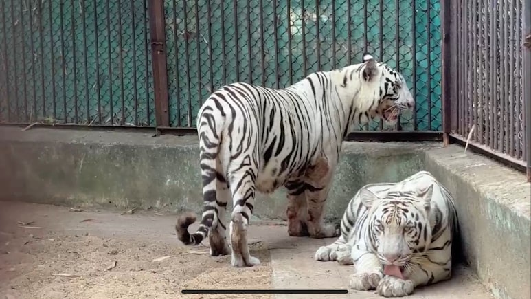 सफेद मादा बाघ जया की संदिग्ध परिस्थितियों में मौत, जू प्रबंधन और वन विभाग में हड़कंप