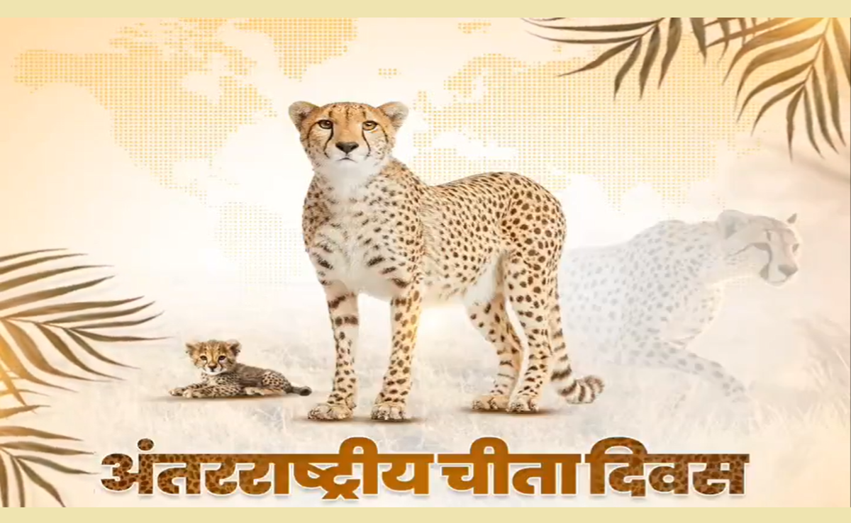 International Cheetah Day: 3 साल में चीतों की संख्या हुई 32; MP में सफल रहा प्रोजेक्ट चीता, CM-PM ने दी बधाई