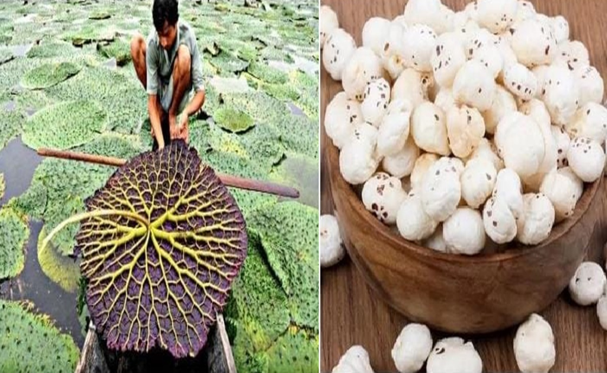 Makhana Board: छत्तीसगढ़ मखाना बोर्ड में शामिल; मखाने की खेती में 40% तो प्रोसेसिंग में 50 फीसदी सब्सिडी