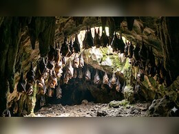 चमगादड़ उल्टे ही क्यों लटकते हैं? जानें क्या है इसके पीछे की वजह