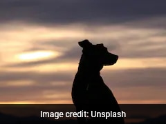 Thai Woman Earns Praises For Staying With Pets, Refusing Rescue During Floods