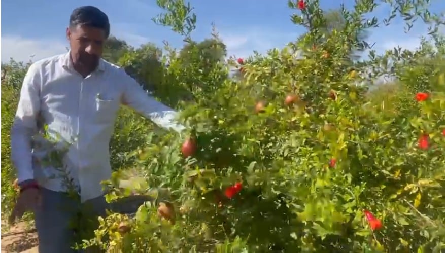 खेतों में पानी भरने से अनार खराब हो जाते हैं