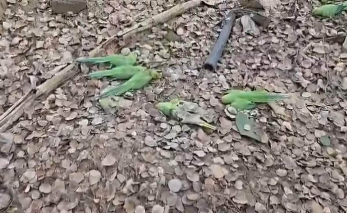 Dozens of Parrots Die in Madhya Pradesh; Food Poisoning Suspected, Bird Flu Ruled Out