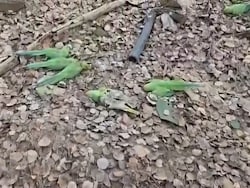 200 Parrots Die Of Food Poisoning In Madhya Pradesh's Khargone District