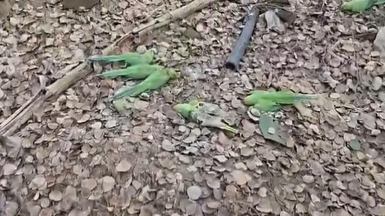 200 Parrots Die Of Food Poisoning In Madhya Pradesh's Khargone District