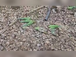 खरगोन में 48 घंटों में 80 से अधिक तोतों की मौत, पोस्टमॉर्टम में पेट से इन चीजों के मिलने से हड़कंप