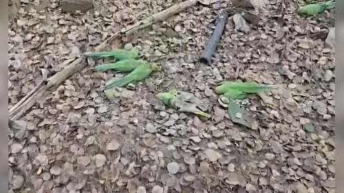 खरगोन में 48 घंटों में 80 से अधिक तोतों की मौत, पोस्टमॉर्टम में पेट से इन चीजों के मिलने से हड़कंप