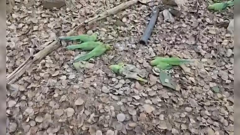खरगोन में 48 घंटों में 80 से अधिक तोतों की मौत, पोस्टमॉर्टम में पेट से इन चीजों के मिलने से हड़कंप
