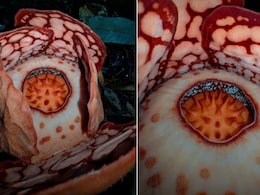 13 साल की खोज के बाद मिला दुनिया का सबसे दुर्लभ 'लाश वाला फूल', VIDEO ने सबको कर दिया सन्न