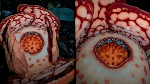 13 साल की खोज के बाद मिला दुनिया का सबसे दुर्लभ 'लाश वाला फूल', VIDEO ने सबको कर दिया सन्न