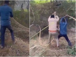 जंगली सुअर ने बोला हमला, दर्द से झटपटा रहा वन विभाग का दारोगा, वीडियो देख हिल जाएंगे