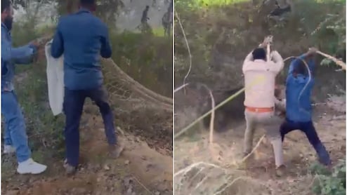 जंगली सुअर ने बोला हमला, दर्द से झटपटा रहा वन विभाग का दारोगा, वीडियो देख हिल जाएंगे