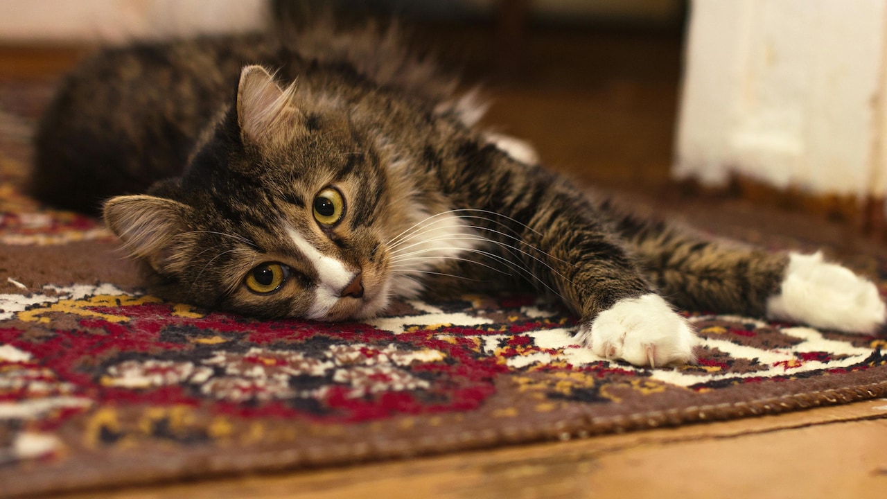 Opt for carpets with