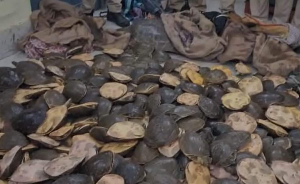 बोरे में भरकर ले जाया गया था कछुआ 