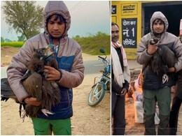 राजस्थान में पहली बार दिखा 3.1 मीटर पंखों वाला दुर्लभ गिद्ध, पुरानी दुनिया का सबसे बड़ा शिकारी पक्षी