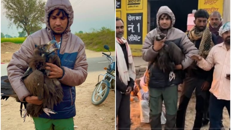 राजस्थान में पहली बार दिखा 3.1 मीटर पंखों वाला दुर्लभ गिद्ध, पुरानी दुनिया का सबसे बड़ा शिकारी पक्षी