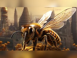 मधुमक्खियों की रानी ही क्यों होती है राजा क्यों नहीं? जान लीजिए जवाब