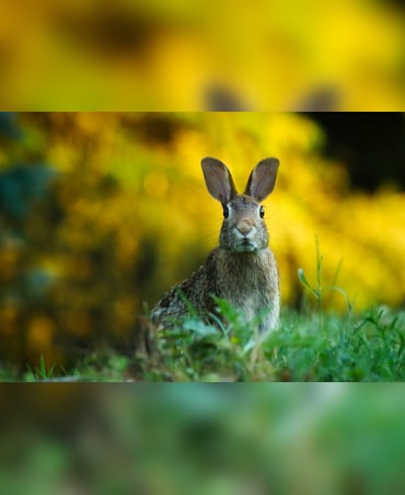 Hare vs Rabbit: What's The Difference