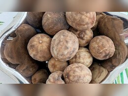 सूखे हुए नींबू को कभी नहीं फेंकें, कीड़े-मकोड़ों को भगाने के लिए ऐसे करें इस्तेमाल, इन 3 कामों में करेंगे बहुत मदद