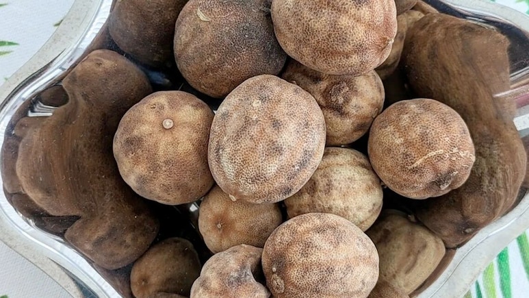 सूखे हुए नींबू को कभी नहीं फेंकें, कीड़े-मकोड़ों को भगाने के लिए ऐसे करें इस्तेमाल, इन 3 कामों में करेंगे बहुत मदद