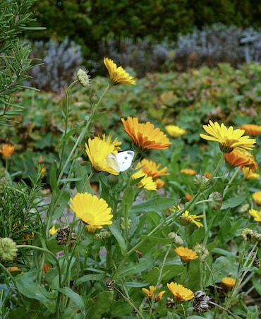 7 Surprising Uses Of Calendula Flower