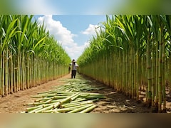 GK: इस राज्य को कहा जाता है भारत का चीनी का कटोरा, यहां का गुड़ है वर्ल्ड फेमस