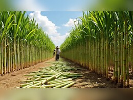 GK: इस राज्य को कहा जाता है भारत का चीनी का कटोरा, यहां का गुड़ है वर्ल्ड फेमस