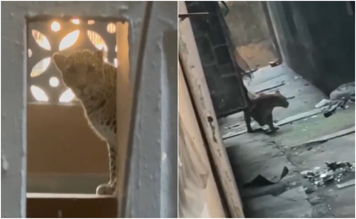 मोहल्ले में घुसा तेंदुआ, एक बिल्डिंग से दूसरी में कूदकर मचाया उत्पात, डरा देगा मुंबई का ये वीडियो