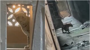 मुंबई में मीरा भायंदर इलाके की बिल्डिंग में घुसा तेंदुआ, 4 लोगों को किया घायल, देखें वीडियो