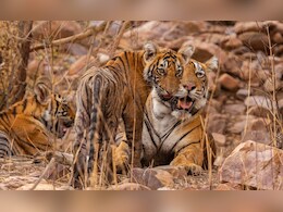 रणथंभौर में&nbsp;त्रिनेत्र गणेश मंदिर मार्ग पर बाघों की चहलकदमी, श्रद्धालुओं पर मंडरा रहा खतरा;&nbsp;वन विभाग अलर्ट